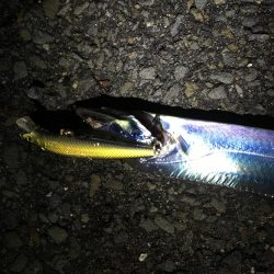 タチウオからのサゴシ